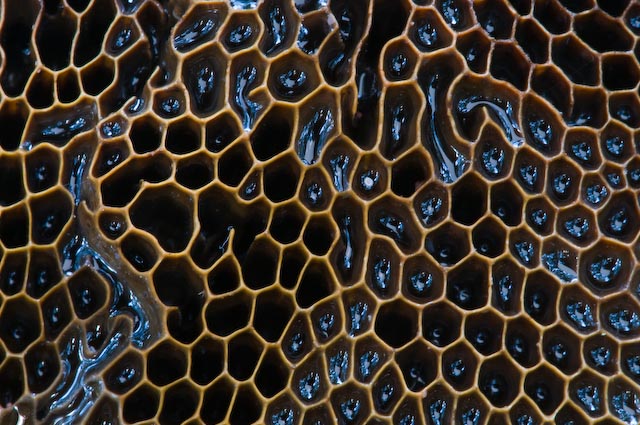 Aphyllphorales  5347 (Hexagonia nitida)